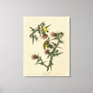 American Goldfinch from Audubon's Birds of America Canvas Print
