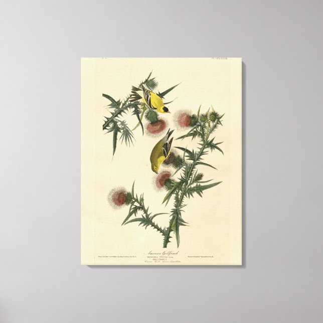 American Goldfinch from Audubon's Birds of America Canvas Print (Front)