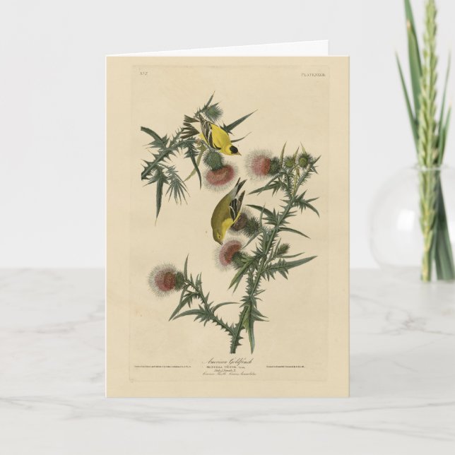 American Goldfinch from Audubon's Birds of America Card (Front)