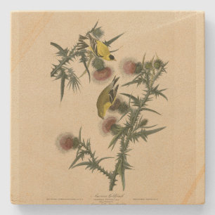 American Goldfinch from Audubon's Birds of America Stone Coaster