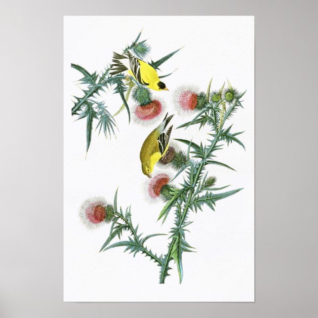 American Goldfinch John Audubon Birds of America Poster (Front)