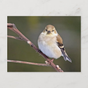 American Goldfinch Looking At You Postcard