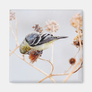 American Goldfinch Magnet