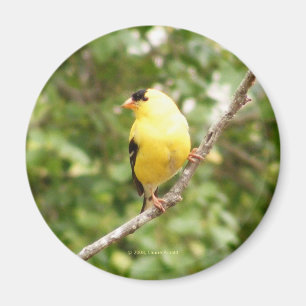American Goldfinch Magnet