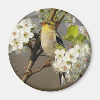American Goldfinch Magnet