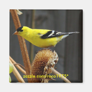 American Goldfinch Magnet
