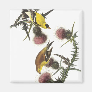 American Goldfinch Magnet