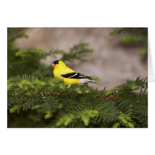 American Goldfinch male in a tree