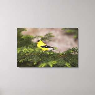 American Goldfinch male in a tree Canvas Print