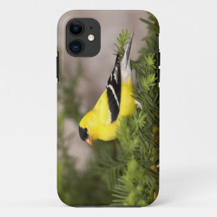 American Goldfinch male in a tree iPhone 11 Case