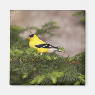 American Goldfinch male in a tree Magnet