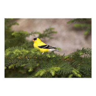 American Goldfinch male in a tree Photo Print