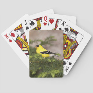 American Goldfinch male in a tree Playing Cards