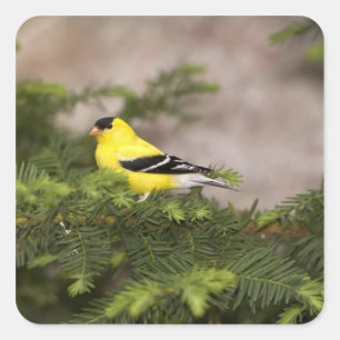 American Goldfinch male in a tree Square Sticker