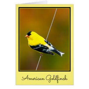 American Goldfinch - Original Photograph