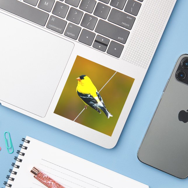 American Goldfinch - Original Photograph (Laptop w/ iPhone)