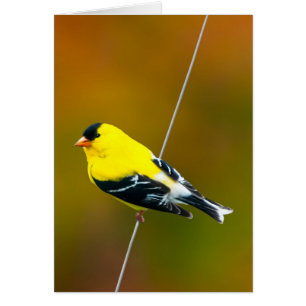 American Goldfinch - Original Photograph