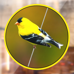 American Goldfinch - Original Photograph