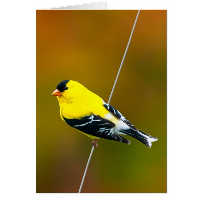 American Goldfinch - Original Photograph (Front)