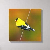 American Goldfinch - Original Photograph
