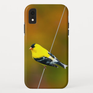 American Goldfinch - Original Photograph Case-Mate iPhone Case