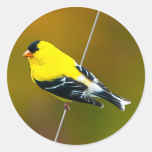 American Goldfinch - Original Photograph Classic Round Sticker