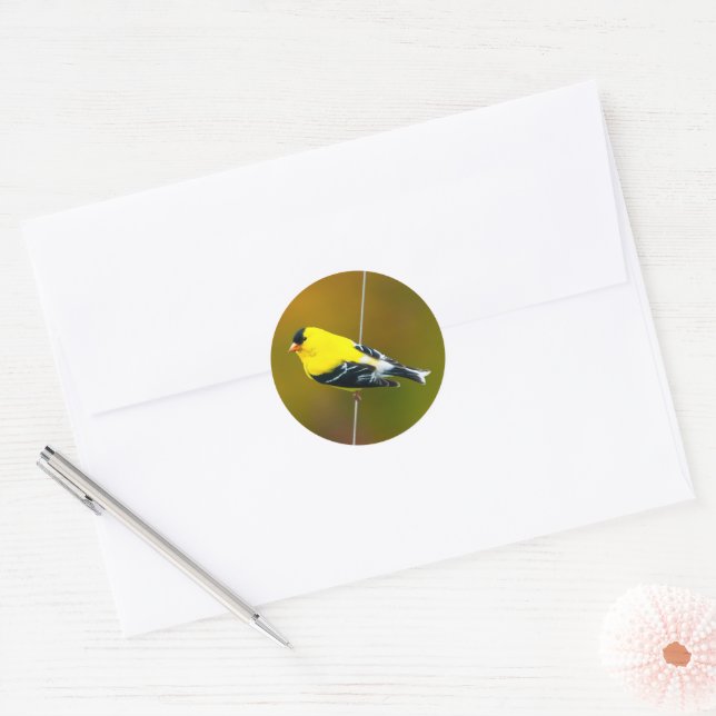 American Goldfinch - Original Photograph Classic Round Sticker (Envelope)