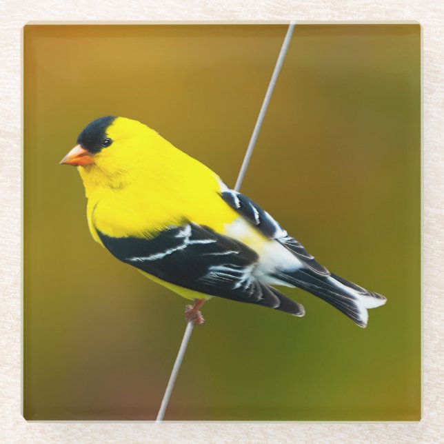 American Goldfinch - Original Photograph Glass Coaster (Front)