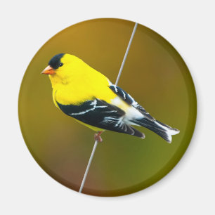American Goldfinch - Original Photograph Magnet