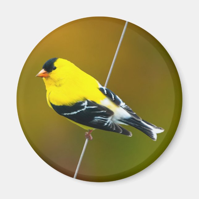 American Goldfinch - Original Photograph Magnet (Front)