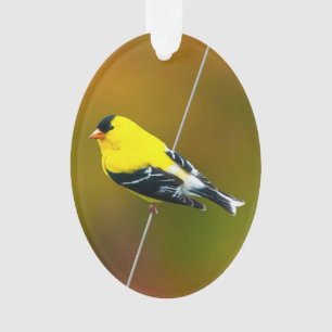 American Goldfinch - Original Photograph Ornament