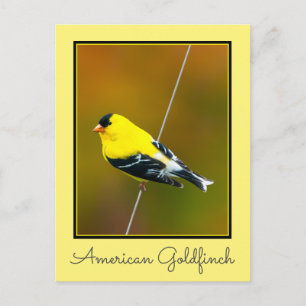 American Goldfinch - Original Photograph Postcard