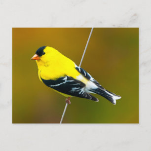 American Goldfinch - Original Photograph Postcard