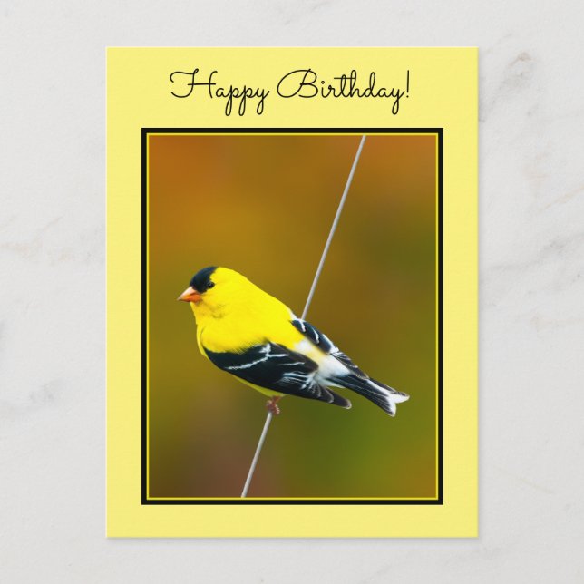 American Goldfinch - Original Photograph Postcard (Front)