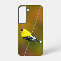 American Goldfinch - Original Photograph