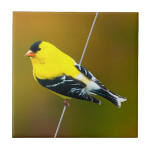 American Goldfinch - Original Photograph Tile