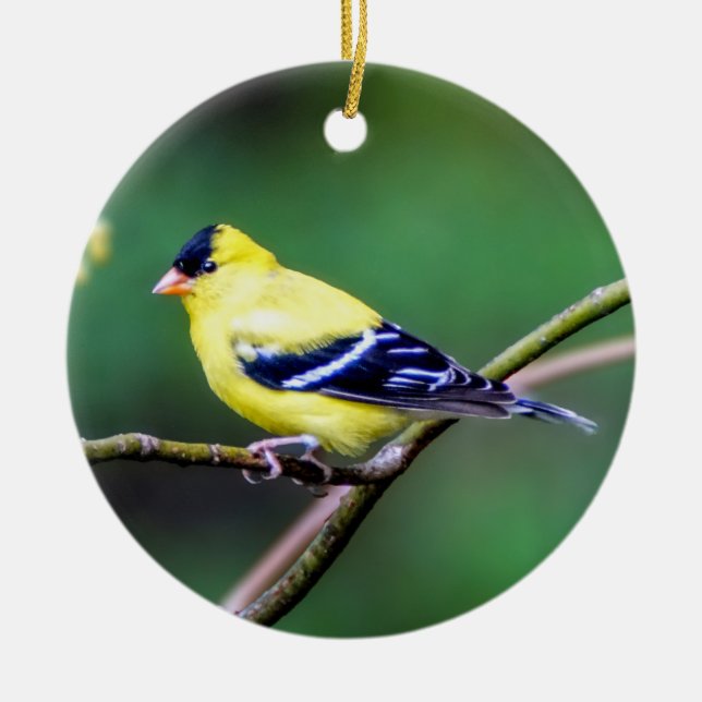 American Goldfinch Ornament (Front)