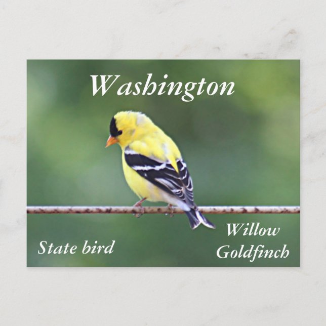 American goldfinch photo postcard (Front)