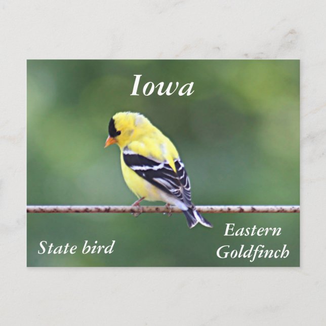 American goldfinch photo postcard (Front)