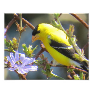 American Goldfinch Photo Print