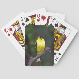 American Goldfinch playing cards