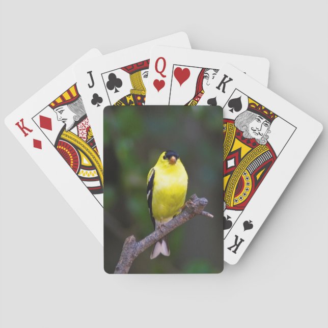 American Goldfinch playing cards (Back)