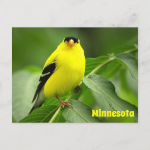 American Goldfinch Postcard