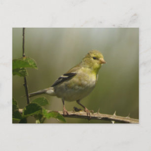 American Goldfinch Postcard