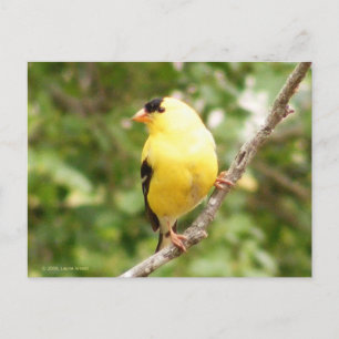 American Goldfinch Postcard