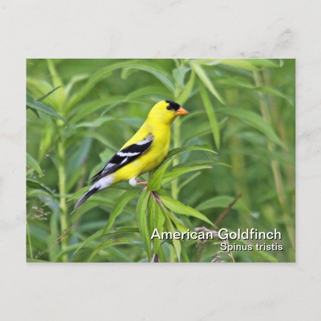 American Goldfinch Postcard (Front)