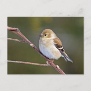 American Goldfinch Postcard