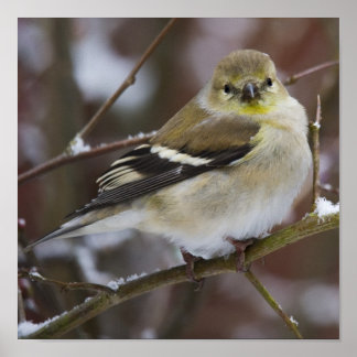 American Goldfinch Poster