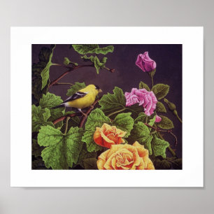 American Goldfinch Poster