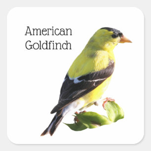 American Goldfinch Square Sticker